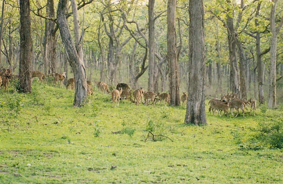 Bandipur National Park（India）
