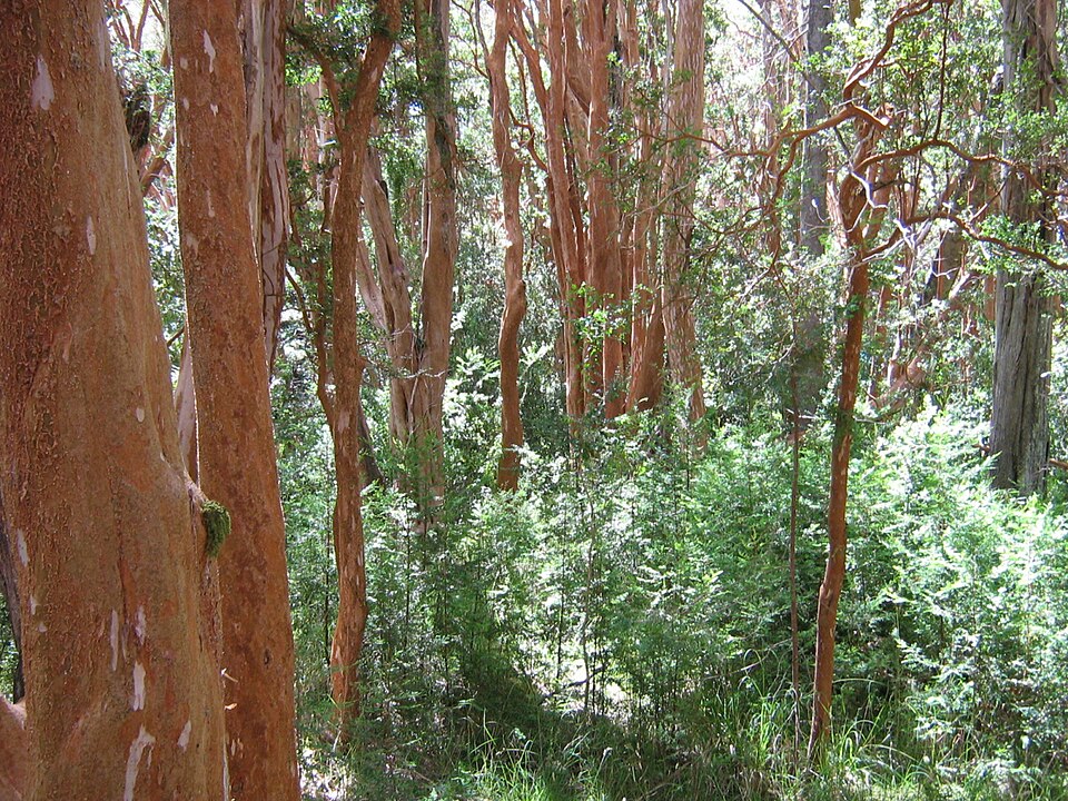 Los Arrayanes National Park（Argentina）
