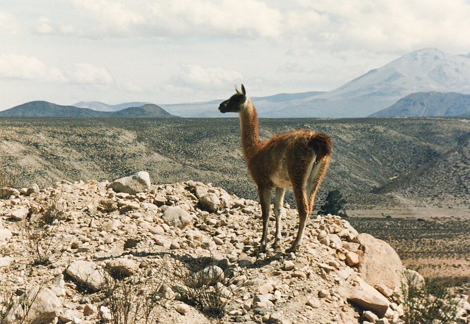 Lauca National Park（Chile）