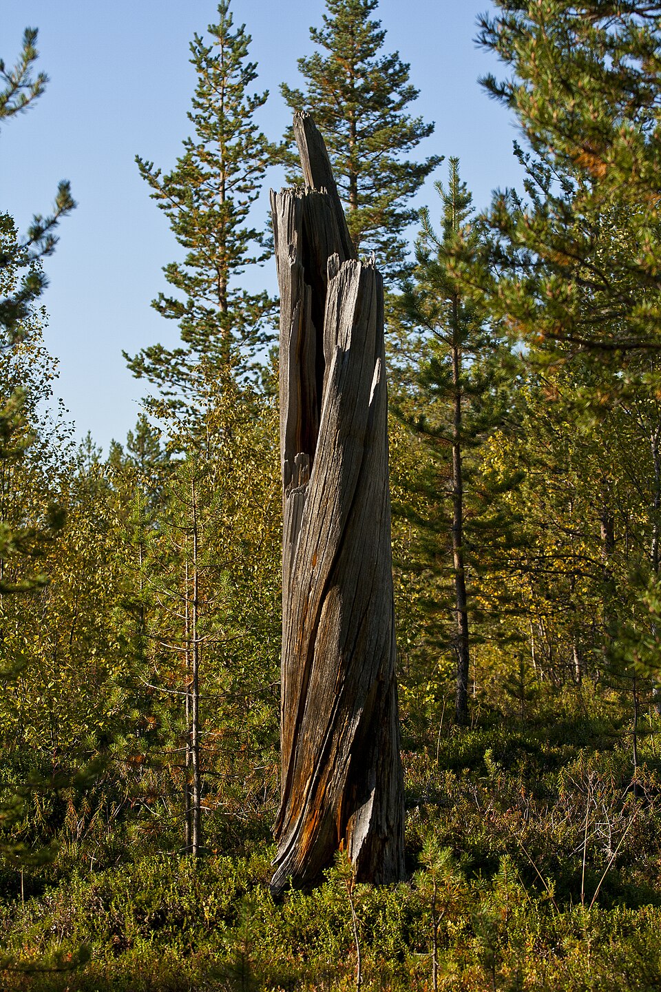 Øvre Pasvik National Park（Norway）