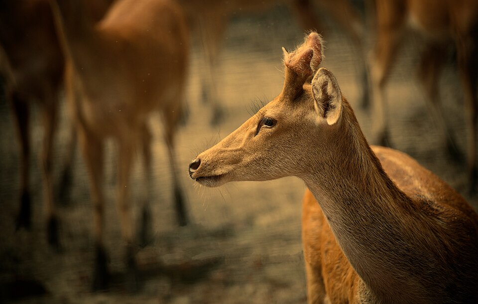 Dudhwa National Park（India）