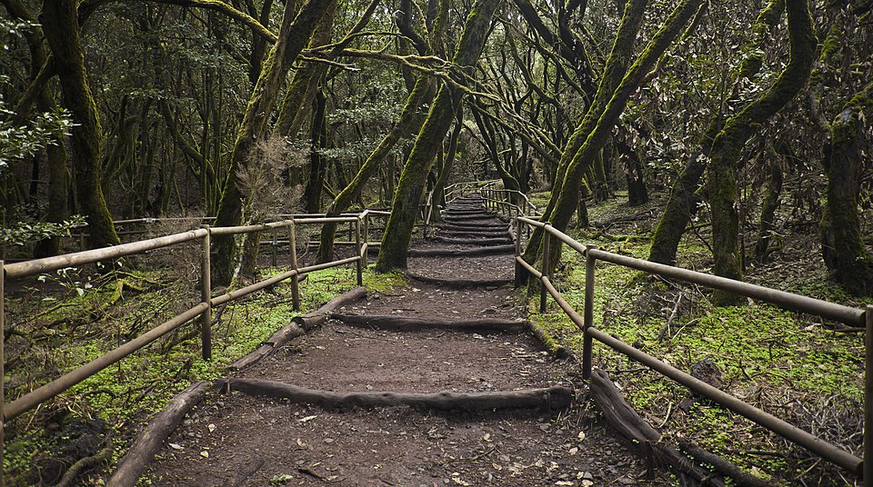 Garajonay National Park（Spain）