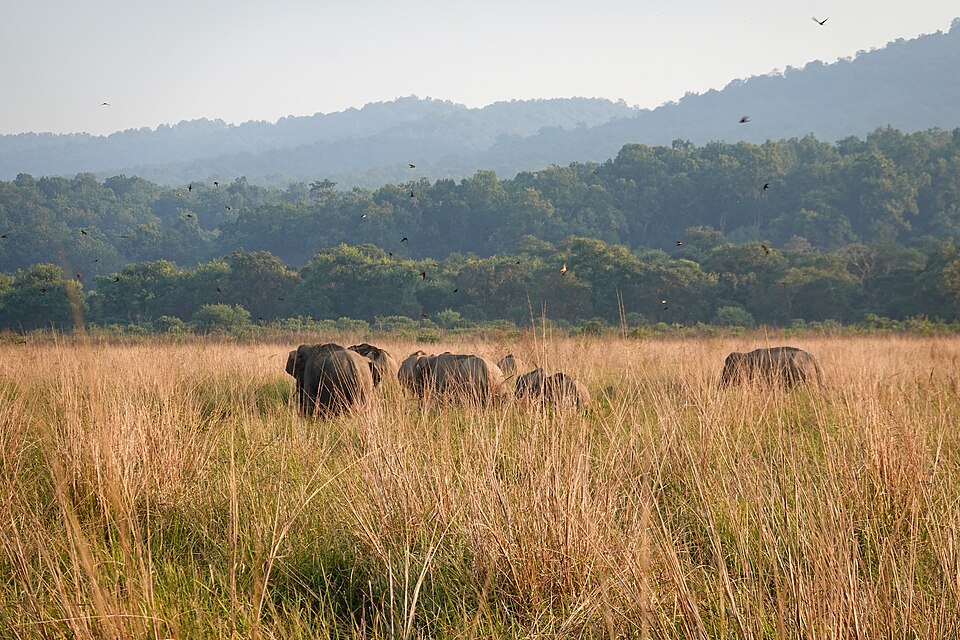 Jim Corbett National Park（India）