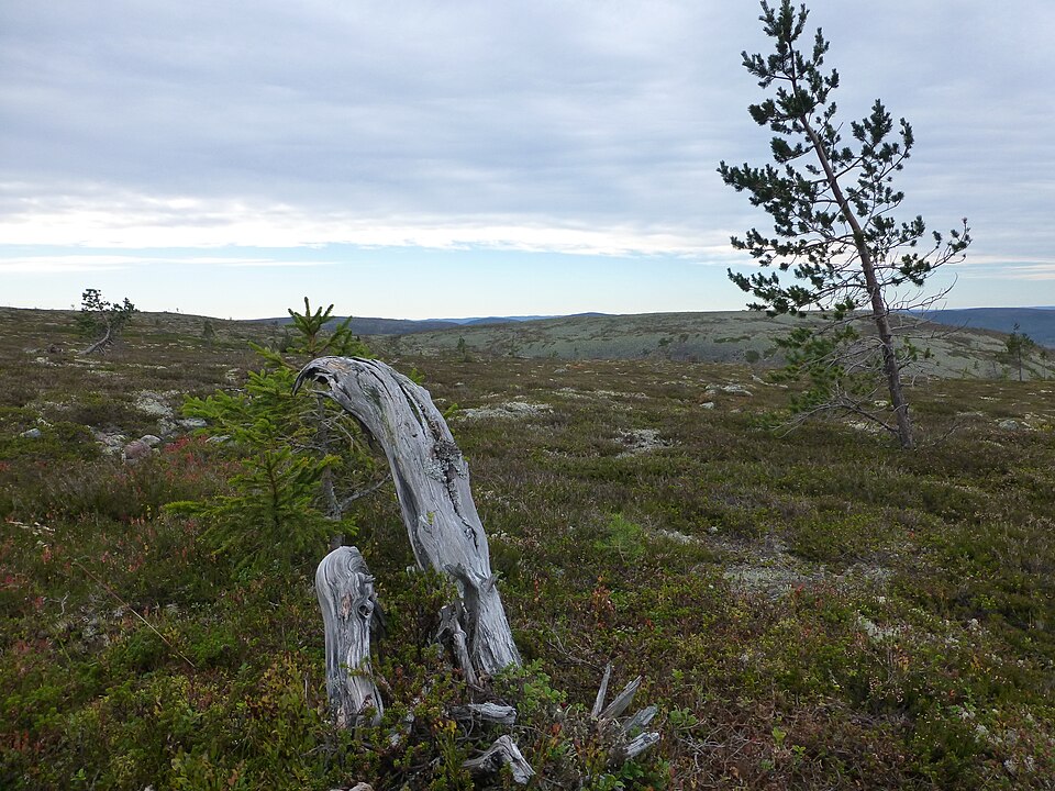 Fulufjellet National Park（Norway）