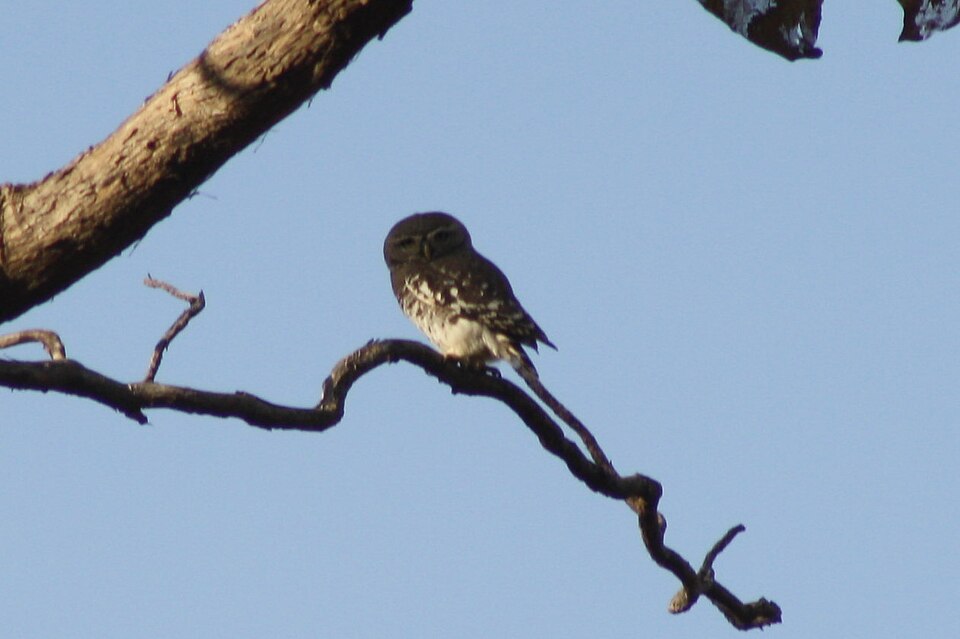 Gugamal National Park（India）