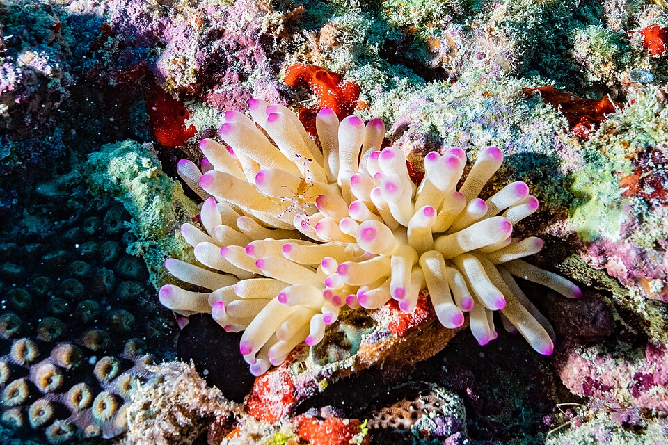 Abrolhos Marine National Park（Brazil）