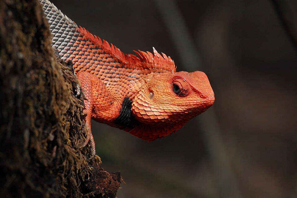 Chandoli National Park（India）