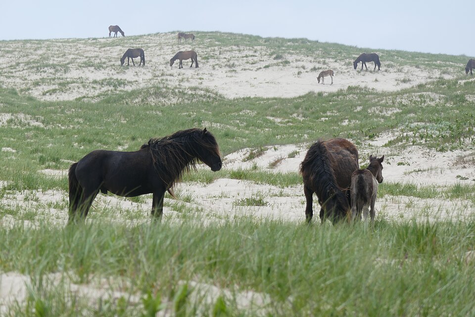 Sable Island National Park Reserve（Canada）
