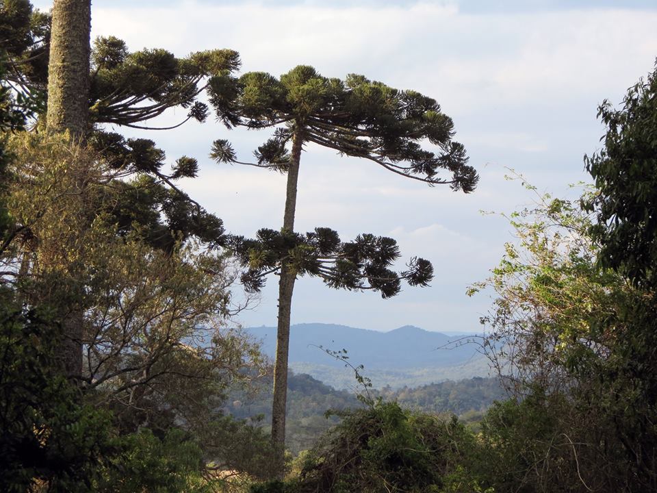 Araucárias National Park（Brazil）
