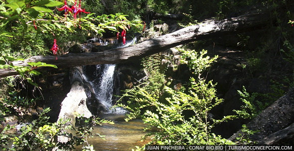 Nonguén National Park（Chile）