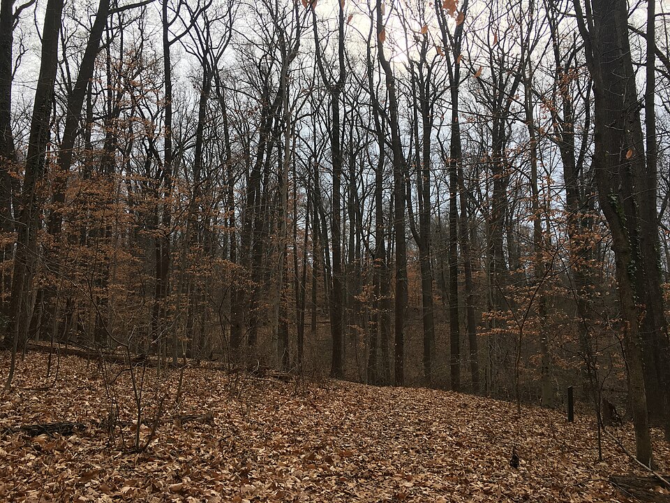Fort Dupont Park（United States）