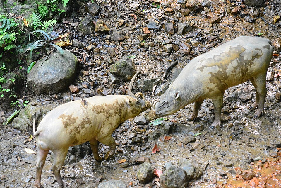 Bogani Nani Wartabone National Park（Indonesia）