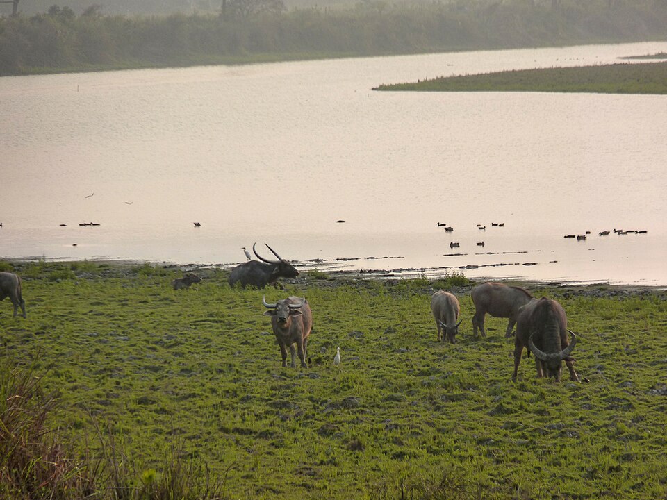 Indravati National Park（India）
