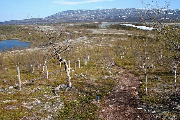 Stabbursdalen National Park（Norway）