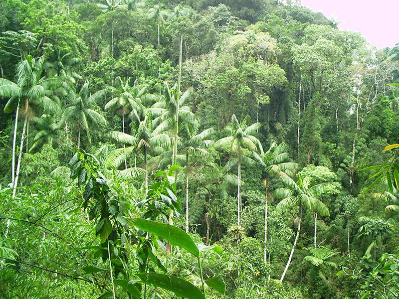Itatiaia National Park（Brazil）