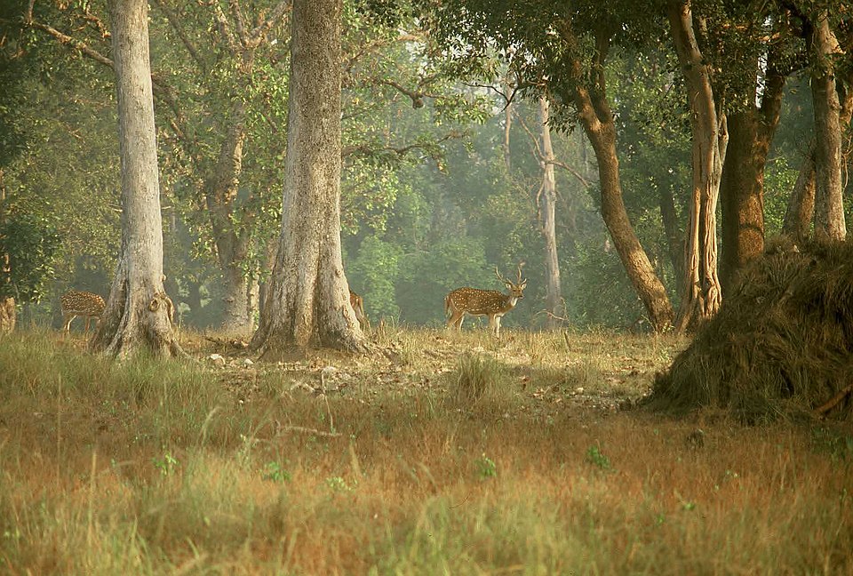 Kanha National Park（India）