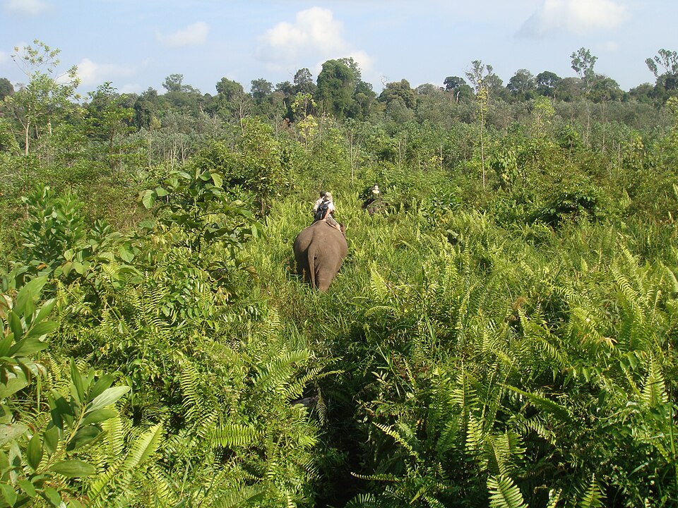 Tesso Nilo National Park（Indonesia）