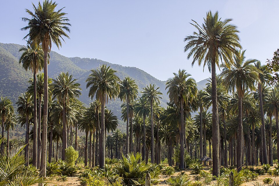 Las Palmas de Cocalán National Park（Chile）