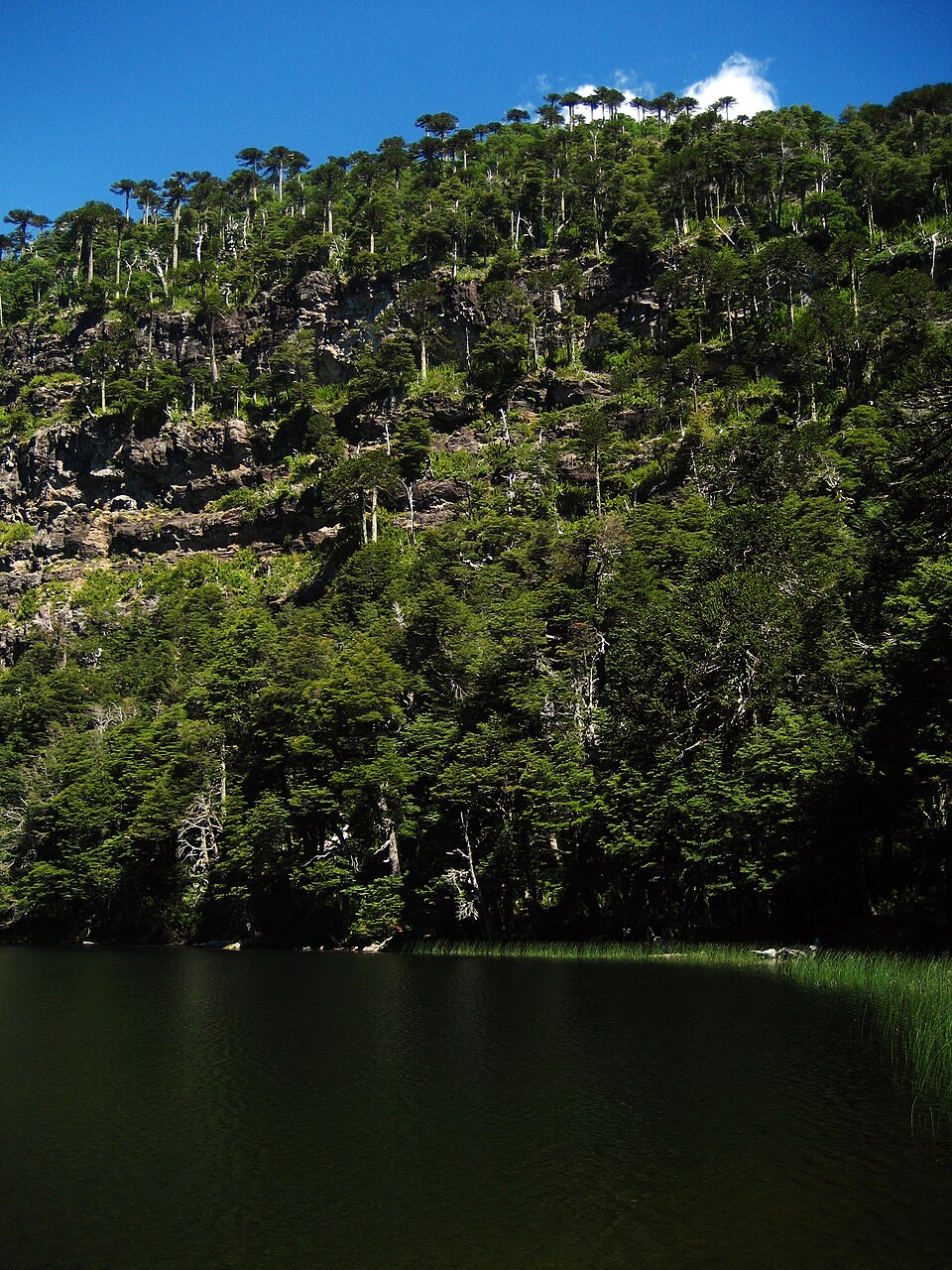 Tolhuaca National Park（Chile）