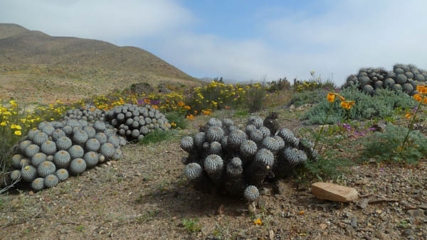 Llanos de Challe National Park（Chile）