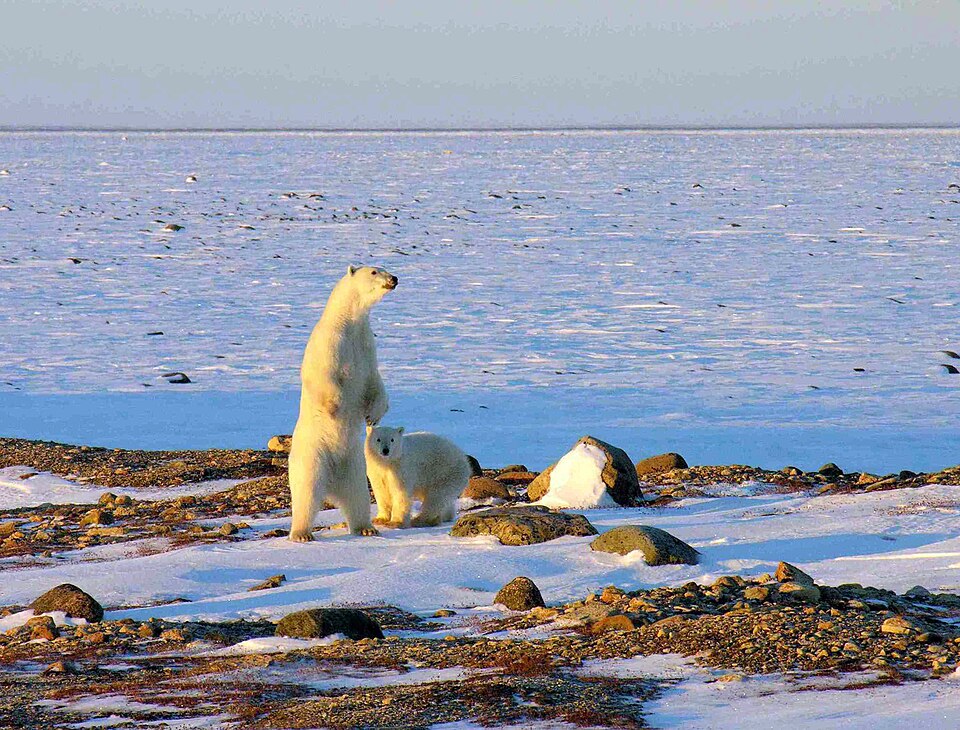 Wapusk National Park（Canada）