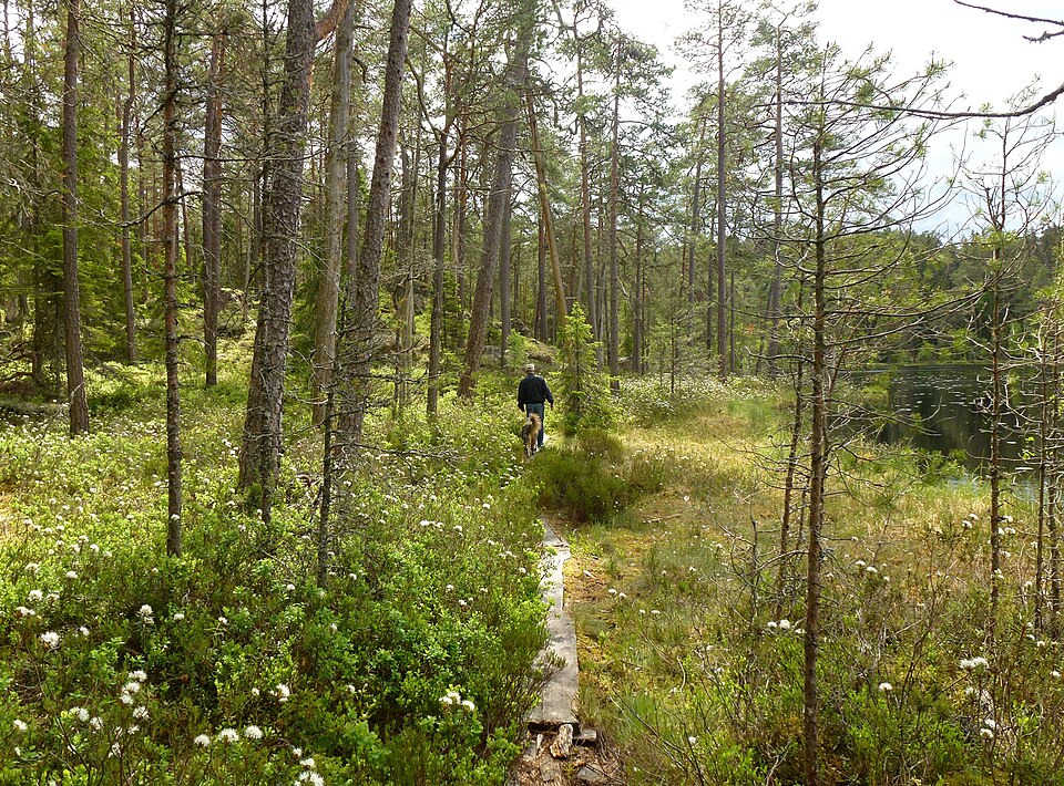 Norra Kvill National Park（Sweden）