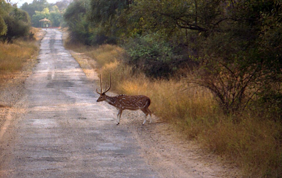 Sariska Tiger Reserve（India）