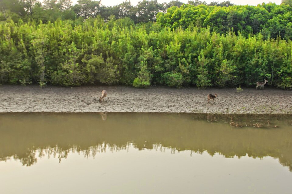 Bhitarkanika National Park（India）