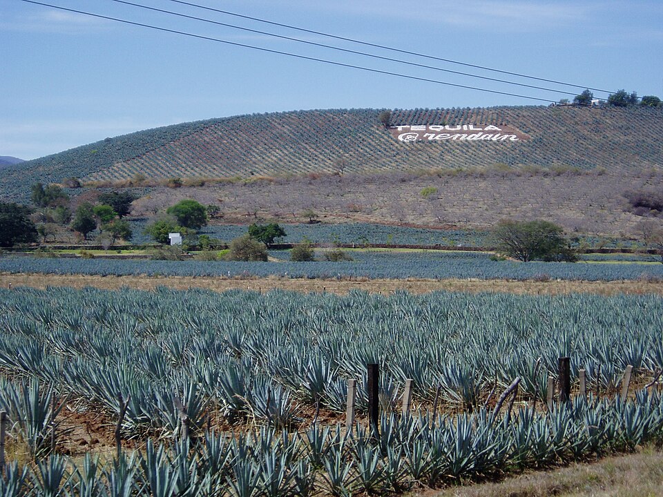 Agave Landscape and Ancient Industrial Facilities of Tequila（Mexico）