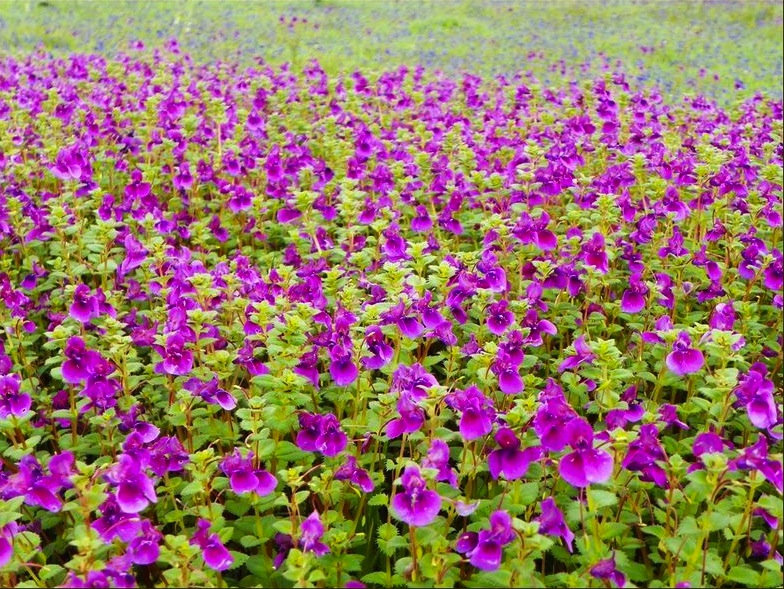 Kaas Plateau（India）