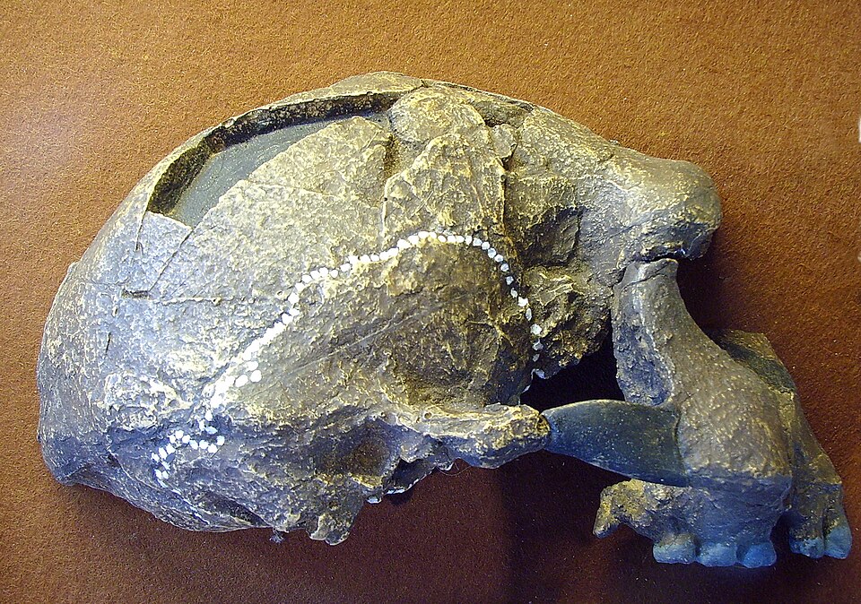 Sangiran（Indonesia）