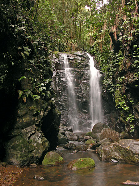 Gondwana Rainforests of Australia（Australia）