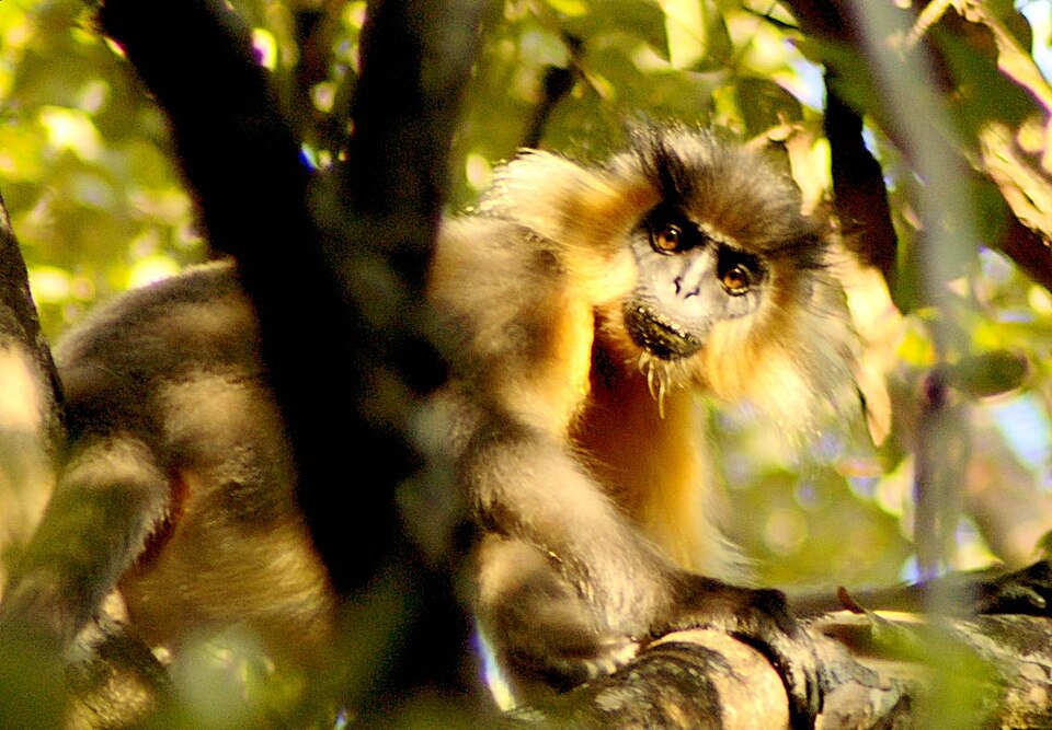 Manas National Park（India）