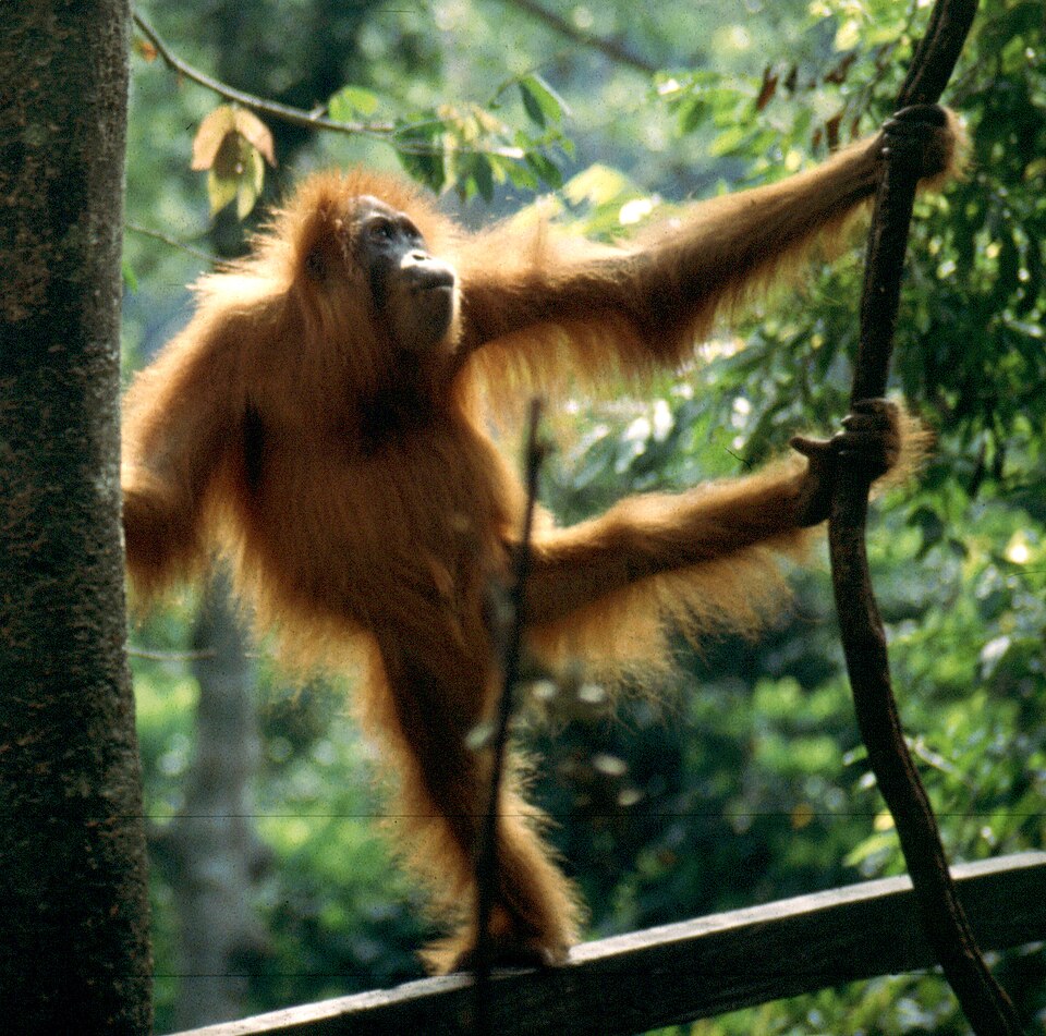 Tropical Rainforest Heritage of Sumatra（Indonesia）