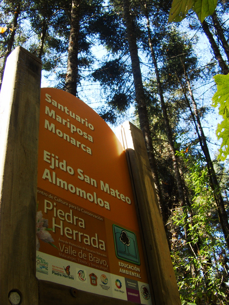 Monarch Butterfly Biosphere Reserve（Mexico）