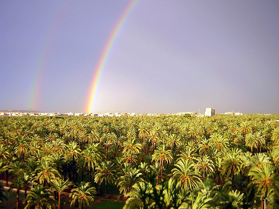 Palmeral of Elche（Spain）