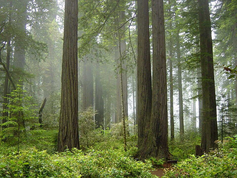 Redwood National and State Parks（United States）