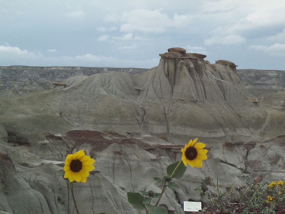 Dinosaur Provincial Park（Canada）