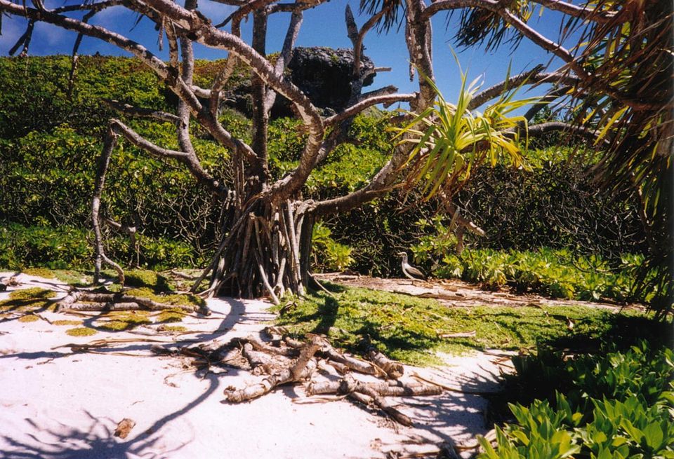 Henderson Island（United Kingdom）