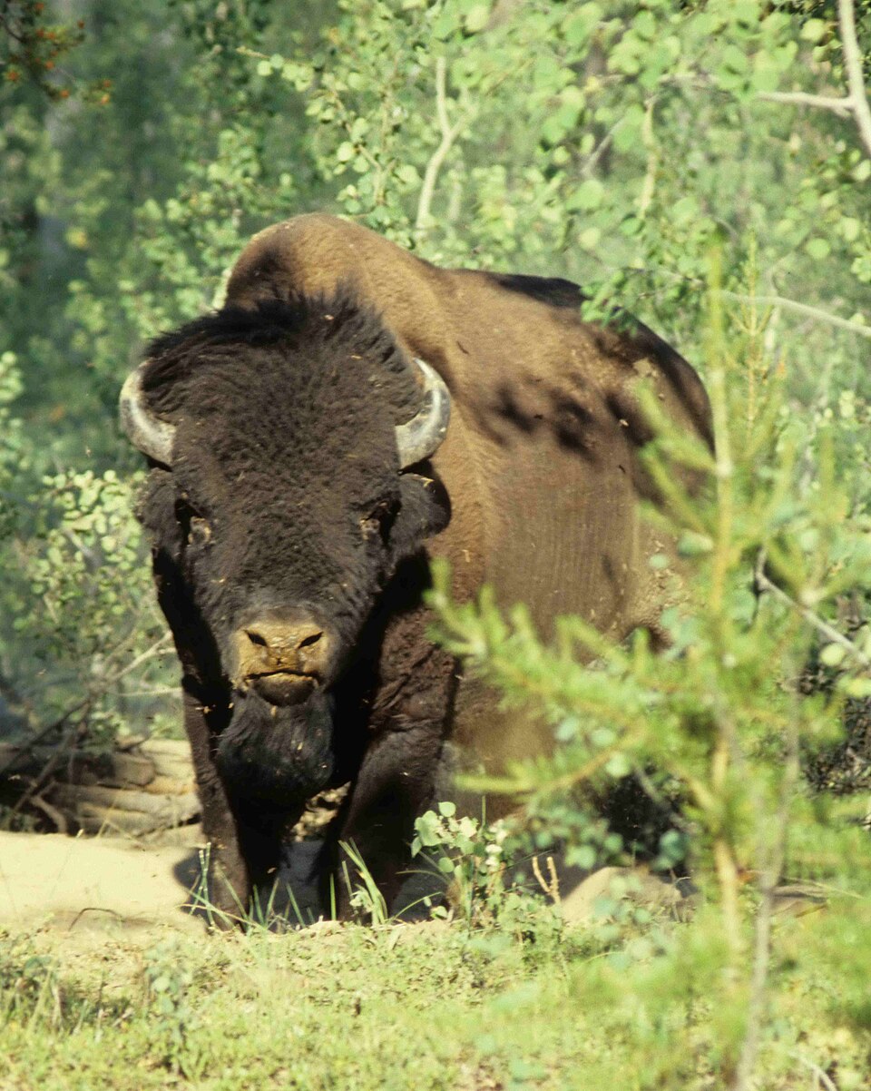 Wood Buffalo National Park（Canada）