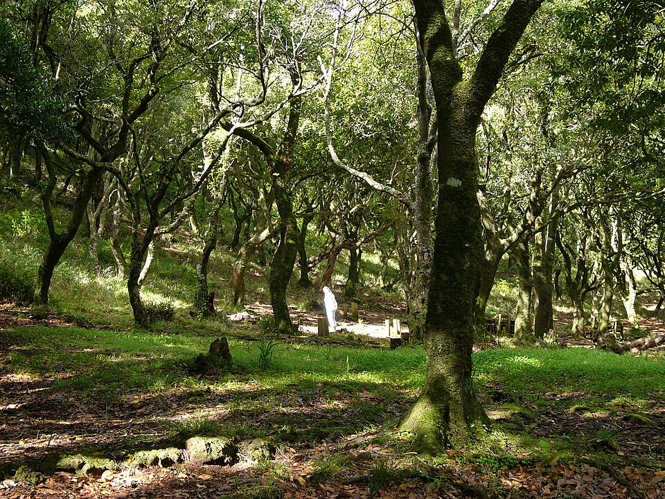 Laurisilva of Madeira（Portugal）