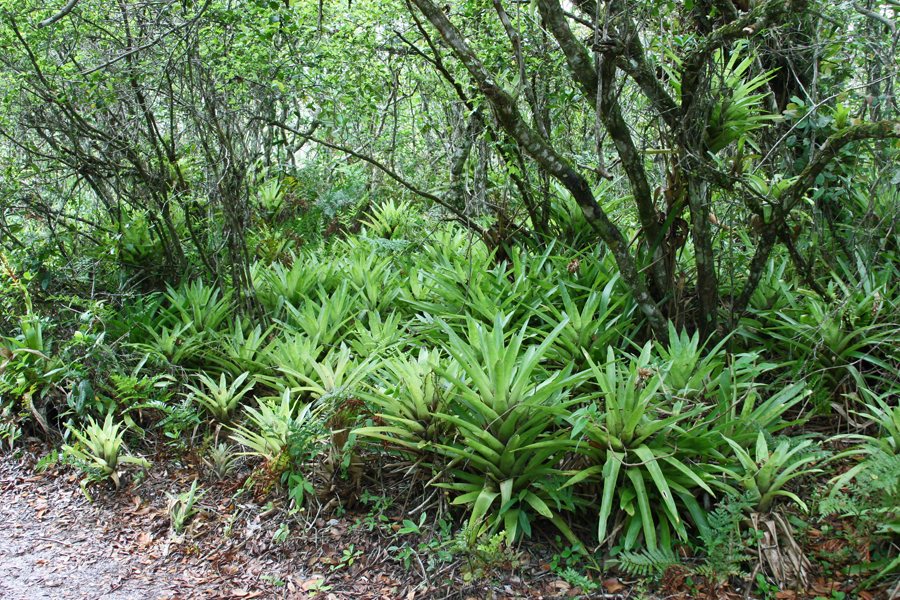 Atlantic Forest South-East Reserves（Brazil）