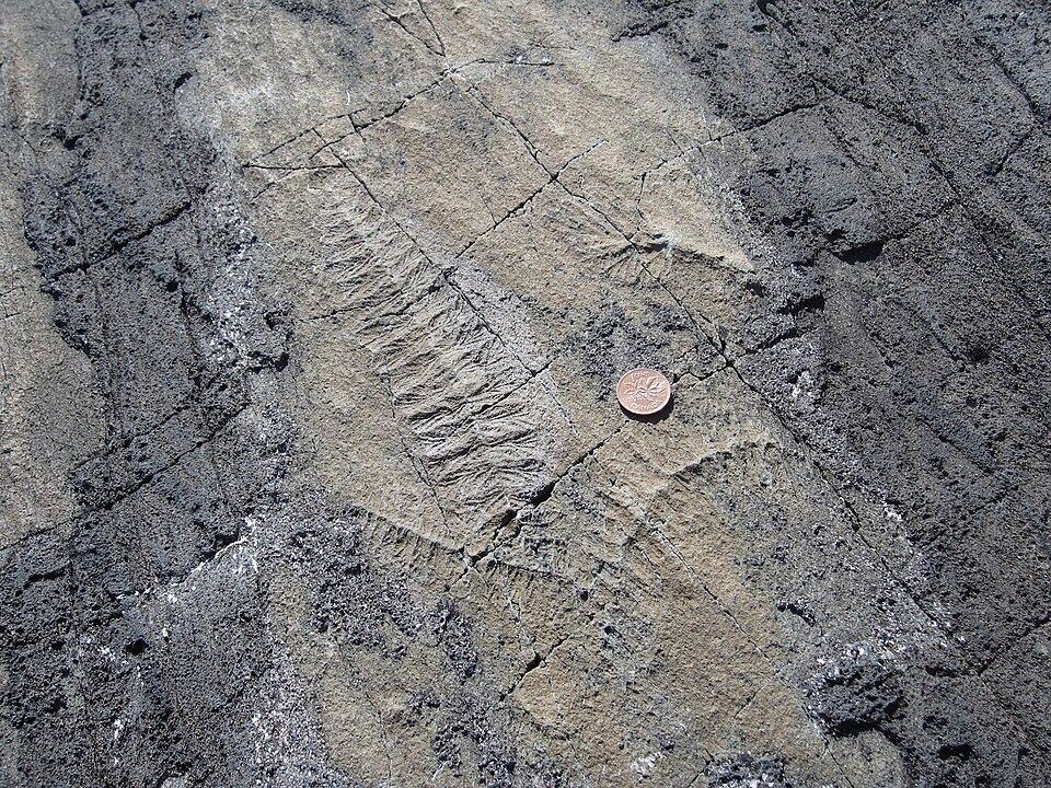 Mistaken Point Ecological Reserve（Canada）