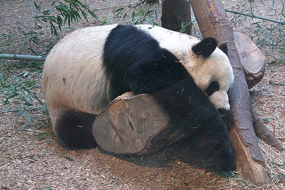 Zoo Atlanta（United States）