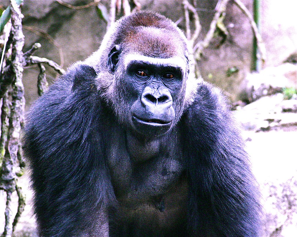 Cincinnati Zoo and Botanical Garden（United States）