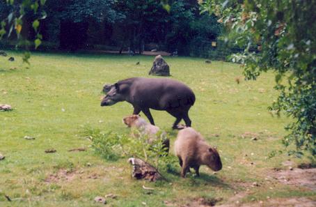 Zoo Dortmund（Germany）