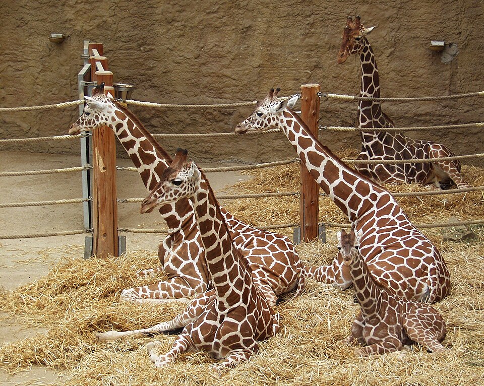 Duisburg Zoo（Germany）