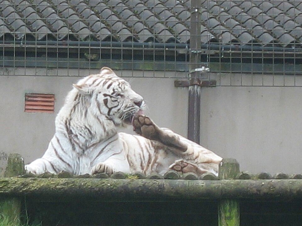 Belfast Zoo（United Kingdom）