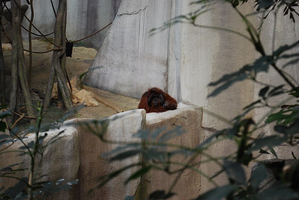 Brookfield Zoo（United States）