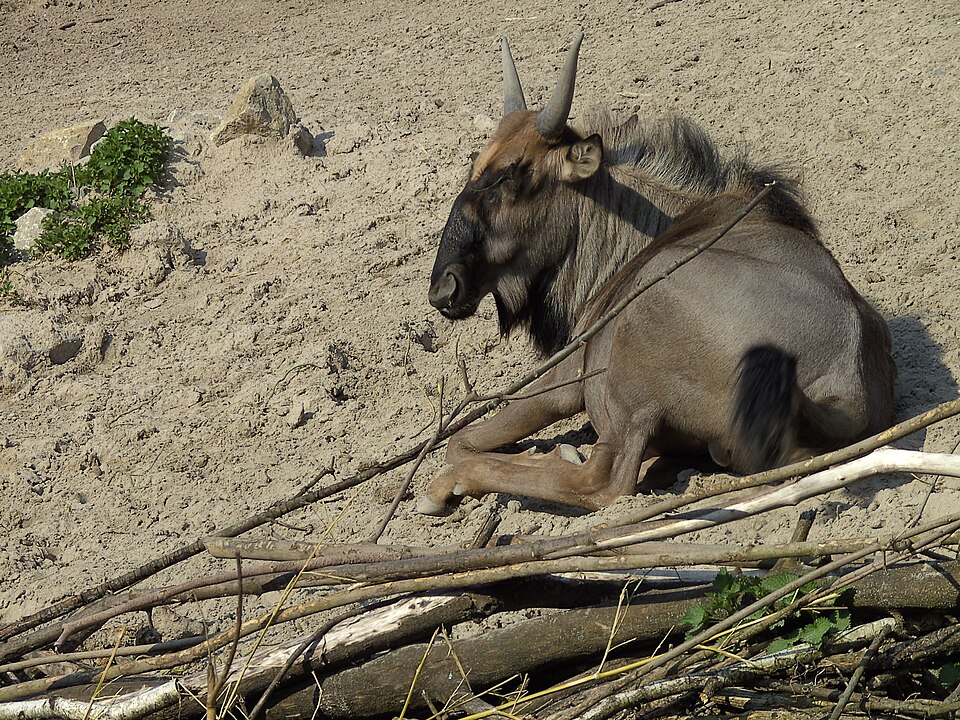 Zoo Landau（Germany）